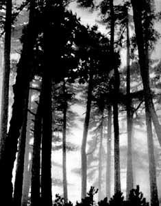 Беседы о фотомастерстве - dyko_photo_159.jpg
