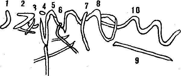 Остров пурпурной ящерицы - i_013.png
