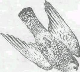 Повести и рассказы - i_013.jpg