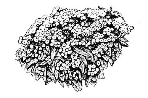 Большая Советская Энциклопедия (АГ) - i010-001-282025146.jpg