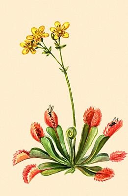 Большая Советская Энциклопедия (НА) - i009-001-209509434.jpg