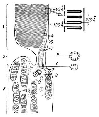 Большая Советская Энциклопедия (ПА) - i009-001-232192784.jpg