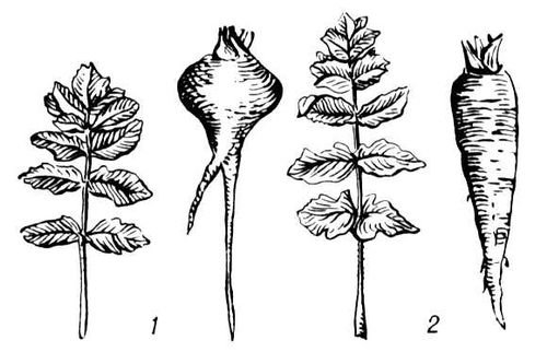 Большая Советская Энциклопедия (ПА) - i010-001-283795500.jpg