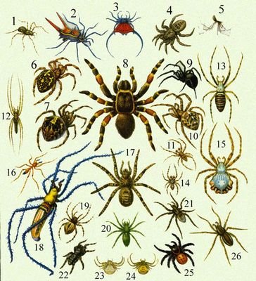 Большая Советская Энциклопедия (ПА) - i010-001-278774602.jpg