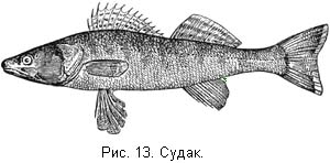 Жизнь и ловля пресноводных рыб. Часть 1 - ris013.jpg