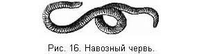 Жизнь и ловля пресноводных рыб. Часть 1 - ris016.jpg
