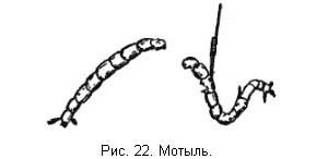 Жизнь и ловля пресноводных рыб. Часть 1 - ris022.jpg