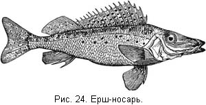 Жизнь и ловля пресноводных рыб. Часть 1 - ris024.jpg