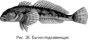 Жизнь и ловля пресноводных рыб. Часть 1 - ris026.jpg