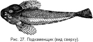 Жизнь и ловля пресноводных рыб. Часть 1 - ris027.jpg