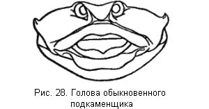 Жизнь и ловля пресноводных рыб. Часть 1 - ris028.jpg