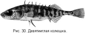 Жизнь и ловля пресноводных рыб. Часть 1 - ris030.jpg