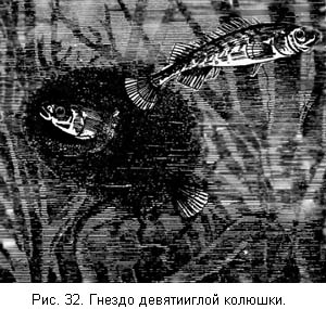 Жизнь и ловля пресноводных рыб. Часть 1 - ris032.jpg