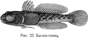 Жизнь и ловля пресноводных рыб. Часть 1 - ris033.jpg