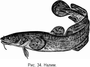 Жизнь и ловля пресноводных рыб. Часть 1 - ris034.jpg