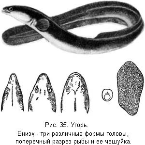 Жизнь и ловля пресноводных рыб. Часть 1 - ris035.jpg
