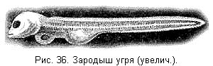 Жизнь и ловля пресноводных рыб. Часть 1 - ris036.jpg
