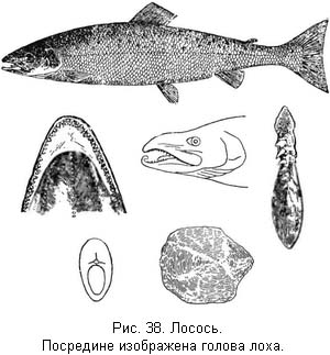 Жизнь и ловля пресноводных рыб. Часть 1 - ris038.jpg