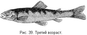 Жизнь и ловля пресноводных рыб. Часть 1 - ris039.jpg