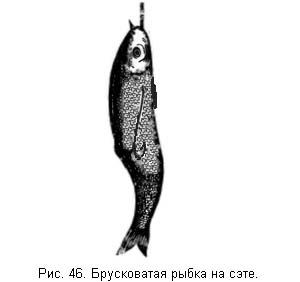 Жизнь и ловля пресноводных рыб. Часть 1 - ris046.jpg