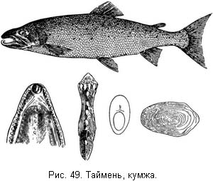 Жизнь и ловля пресноводных рыб. Часть 1 - ris049.jpg