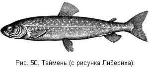 Жизнь и ловля пресноводных рыб. Часть 1 - ris050.jpg