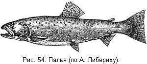 Жизнь и ловля пресноводных рыб. Часть 1 - ris054.jpg