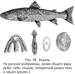 Жизнь и ловля пресноводных рыб. Часть 1 - ris055.jpg