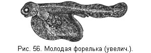 Жизнь и ловля пресноводных рыб. Часть 1 - ris056.jpg