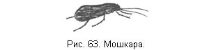 Жизнь и ловля пресноводных рыб. Часть 1 - ris063.jpg
