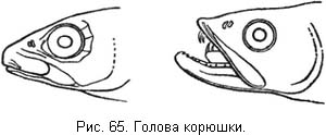Жизнь и ловля пресноводных рыб. Часть 1 - ris065.jpg
