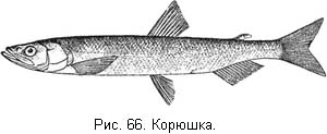 Жизнь и ловля пресноводных рыб. Часть 1 - ris066.jpg