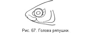 Жизнь и ловля пресноводных рыб. Часть 1 - ris067.jpg