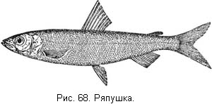 Жизнь и ловля пресноводных рыб. Часть 1 - ris068.jpg