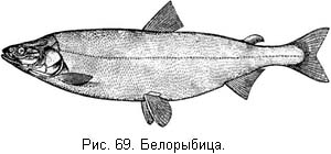 Жизнь и ловля пресноводных рыб. Часть 1 - ris069.jpg