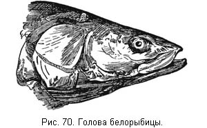 Жизнь и ловля пресноводных рыб. Часть 1 - ris070.jpg