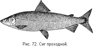 Жизнь и ловля пресноводных рыб. Часть 1 - ris072.jpg