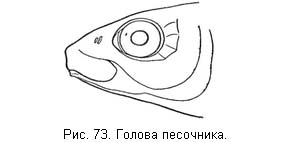 Жизнь и ловля пресноводных рыб. Часть 1 - ris073.jpg