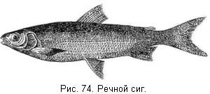 Жизнь и ловля пресноводных рыб. Часть 1 - ris074.jpg