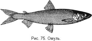Жизнь и ловля пресноводных рыб. Часть 1 - ris075.jpg
