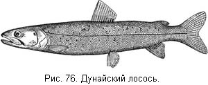 Жизнь и ловля пресноводных рыб. Часть 1 - ris076.jpg