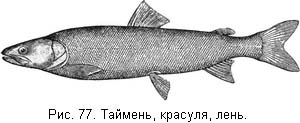 Жизнь и ловля пресноводных рыб. Часть 1 - ris077.jpg