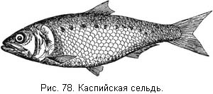 Жизнь и ловля пресноводных рыб. Часть 1 - ris078.jpg