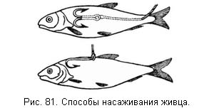 Жизнь и ловля пресноводных рыб. Часть 1 - ris081.jpg