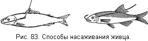 Жизнь и ловля пресноводных рыб. Часть 1 - ris083.jpg