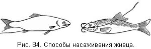 Жизнь и ловля пресноводных рыб. Часть 1 - ris084.jpg