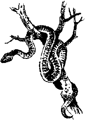 Великий день iнкiв - Untitled17.png