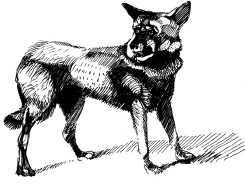 Энциклопедия животных - i_019.png
