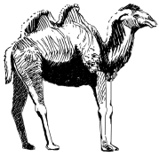 Энциклопедия животных - i_022.png