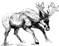 Энциклопедия животных - i_025.png